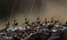蚂蚁的袭击在线观看,揭秘蚂蚁袭击的生存挑战